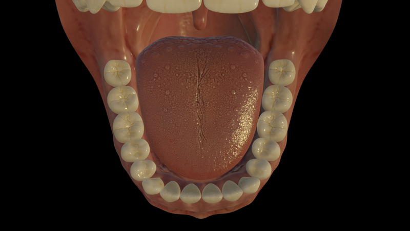 Datei:Ls 1 1 mundhoehle uk.png